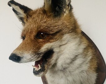 Red Fox Taxidermy