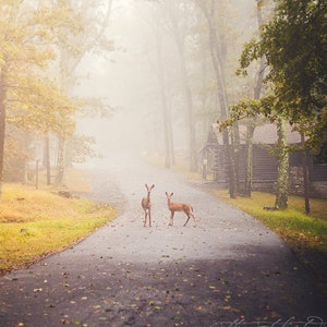 a couple of deer standing on top of a road