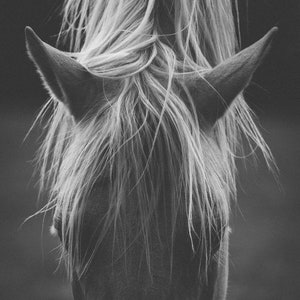 a black and white photo of a horse's head