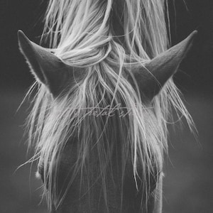 PALOMINO . Horse Photography Print . Black and White Horse Art . Farmhouse Wall Decor . Equestrian Portrait