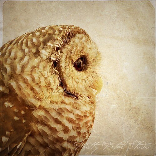 Screech Owl Photograph: Wildlife Fine Art Print