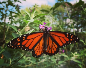 MONARCH BUTTERFLY . Butterfly Wall Art . Monarch Art Print . Orange Art . Butterfly Decor