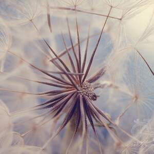 DANDELION II . Flower Wall Art . Dreamy Art . Nursery Decor . Flower Art . Dandelion Photography