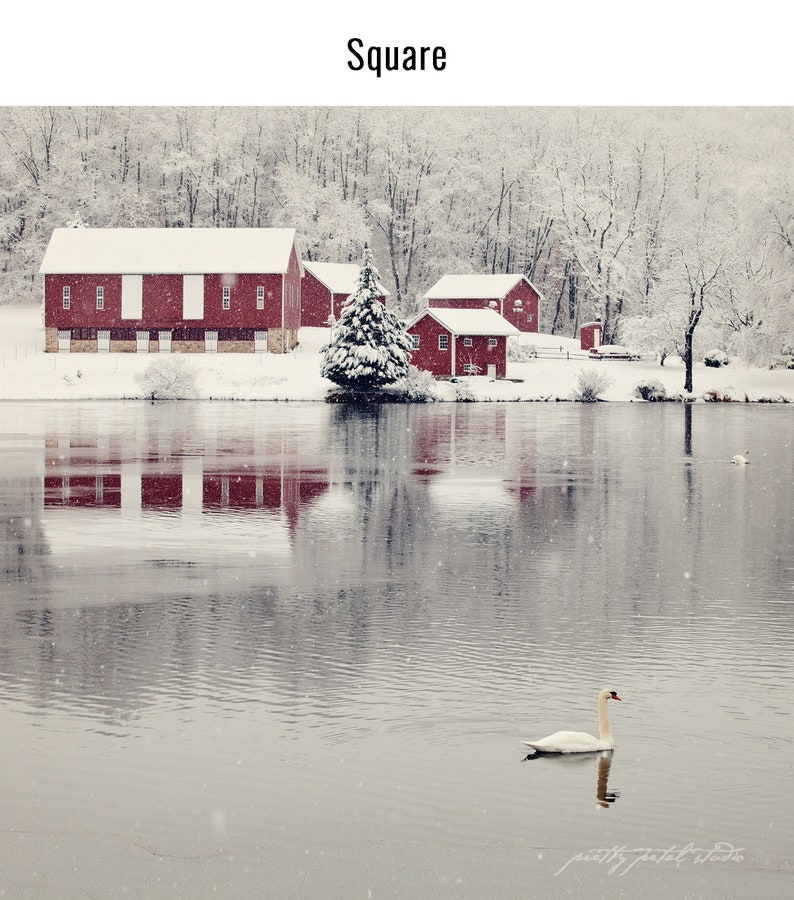 WINTER SWAN LAKE . Lake House Art . Christmas Art Print . Swan Art . Winter Photography . Red Barn Art image 4