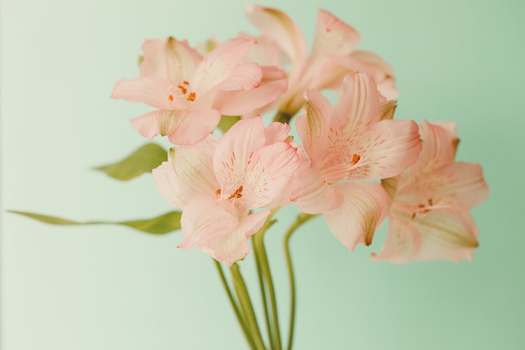 PINK FLOWERS . Flower Art . Pink and Teal Wall Art . Nature Etsy