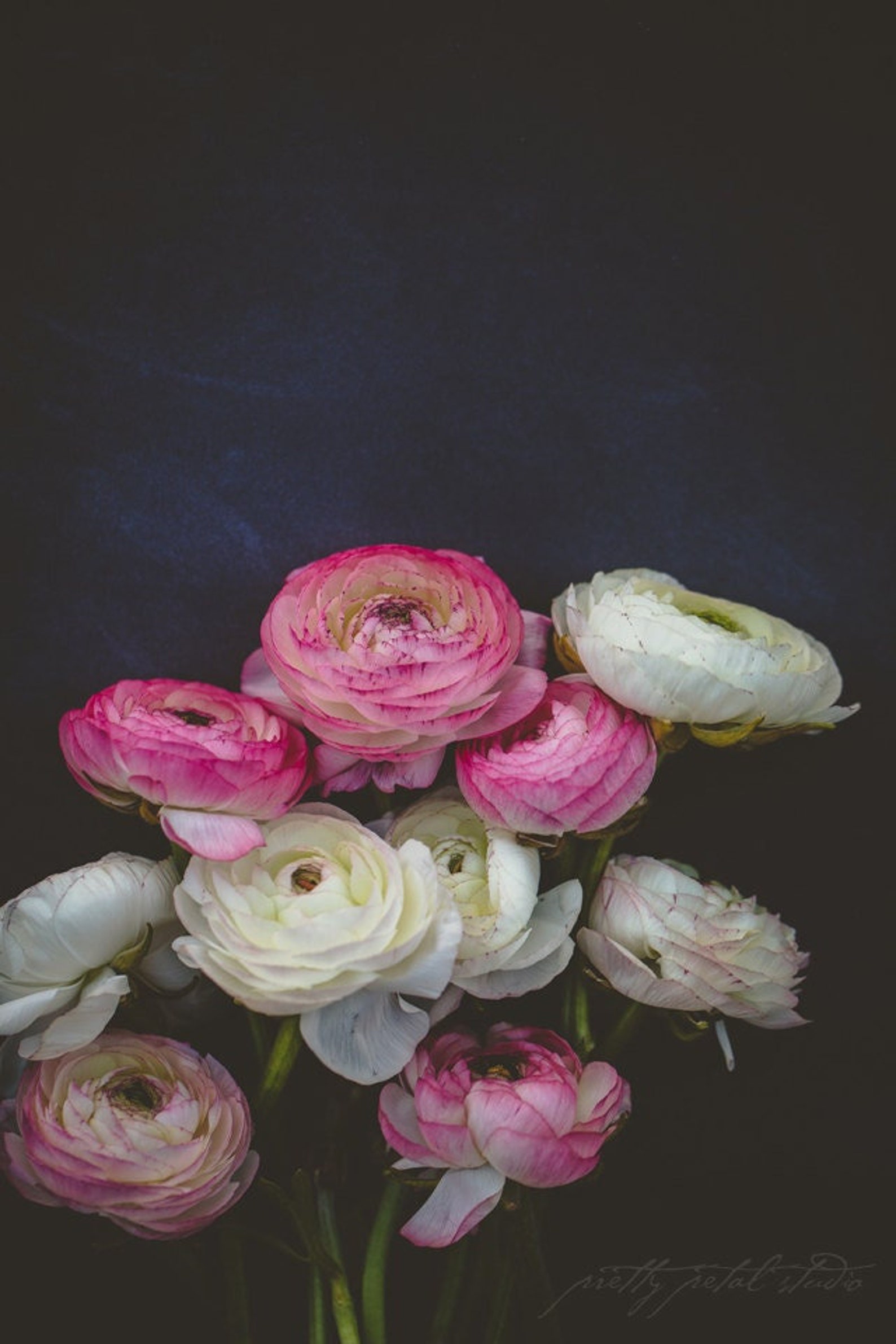 DARK RANUNCULUS . Flower Wall Art . Pink and White Art . Moody ...