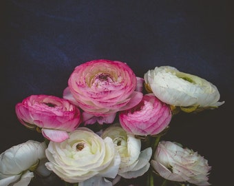 RANONCULE FONCÉ . Décoration murale florale. Art rose et blanc. Art botanique lunatique . Décoration murale de cuisine