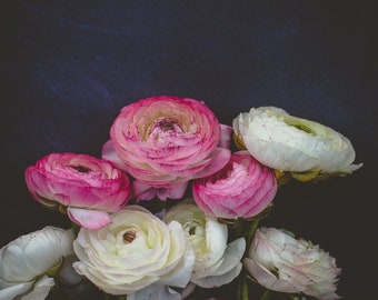 Dark Ranunculus Flower Print: Moody Pink & White Botanical Art
