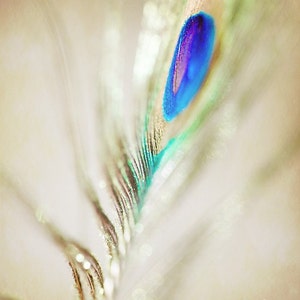 a close up of a peacocks feather