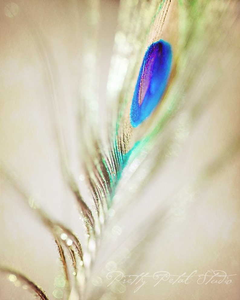 a close up of a peacocks feather