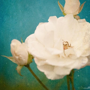 WHITE ROSES . Botanical Art . Flower Wall Art . White and Teal Art . Rose Decor . Farmhouse Decor