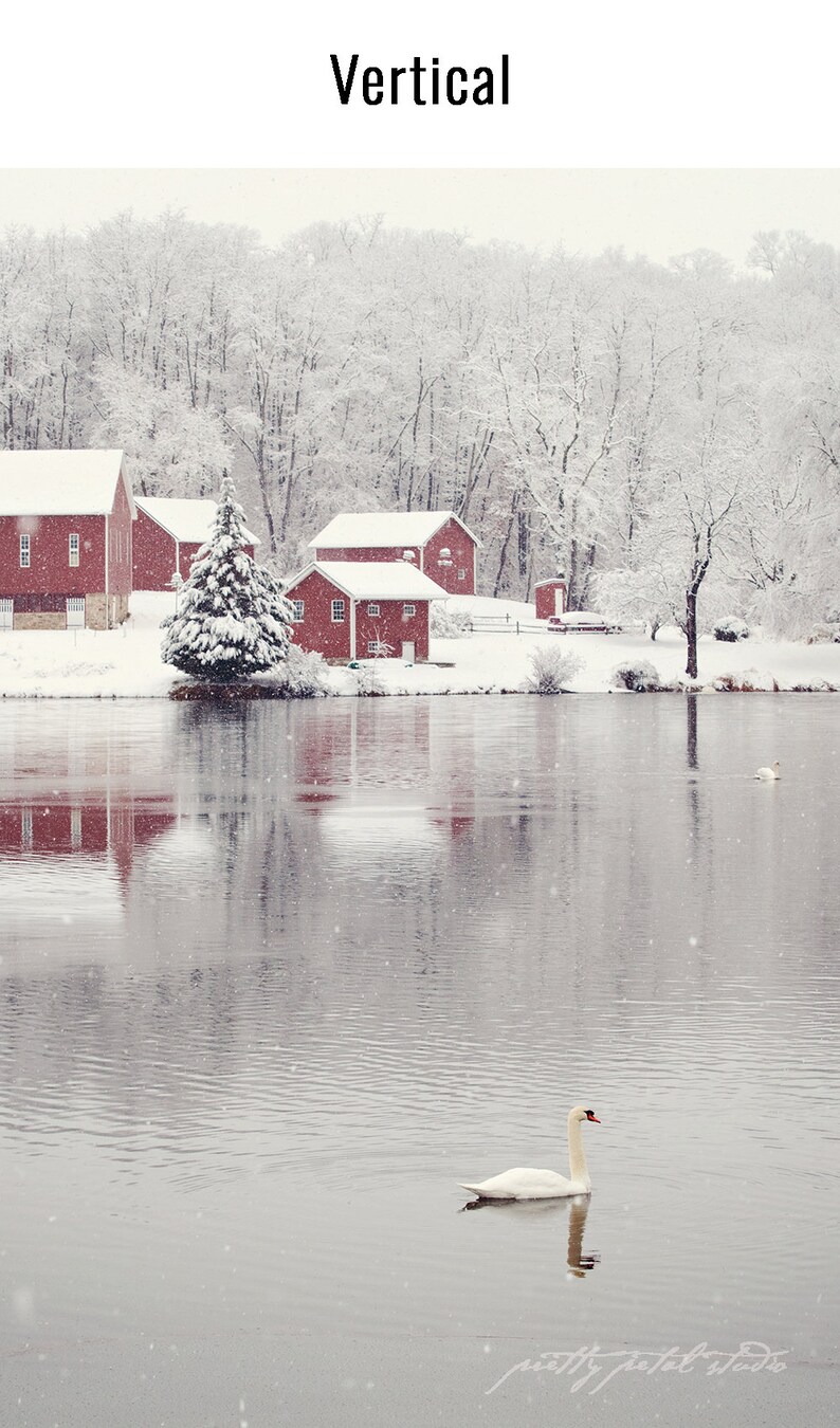 LAC DES CYGNES D'HIVER. Art de la maison du lac. Impression dart de Noël . Art du cygne. Photographie d'hiver. Art de la grange rouge image 3