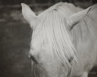 WHITE HORSE . Horse Head Art . Horse Wall Art . Black and White Photo of a Horse . Farmhouse Decor . Horse Portrait Print . Horse Photograph