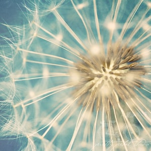 TEAL DANDELION . Dandelion Flower Art . Flower Wall Art . Whimsical Art Print