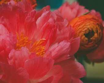 Pink Peony & Orange Ranunculus Flower Art Print: Botanical Photography
