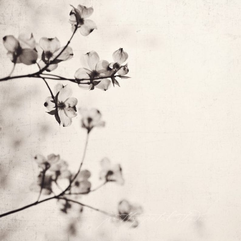 a black and white photo of a branch with flowers