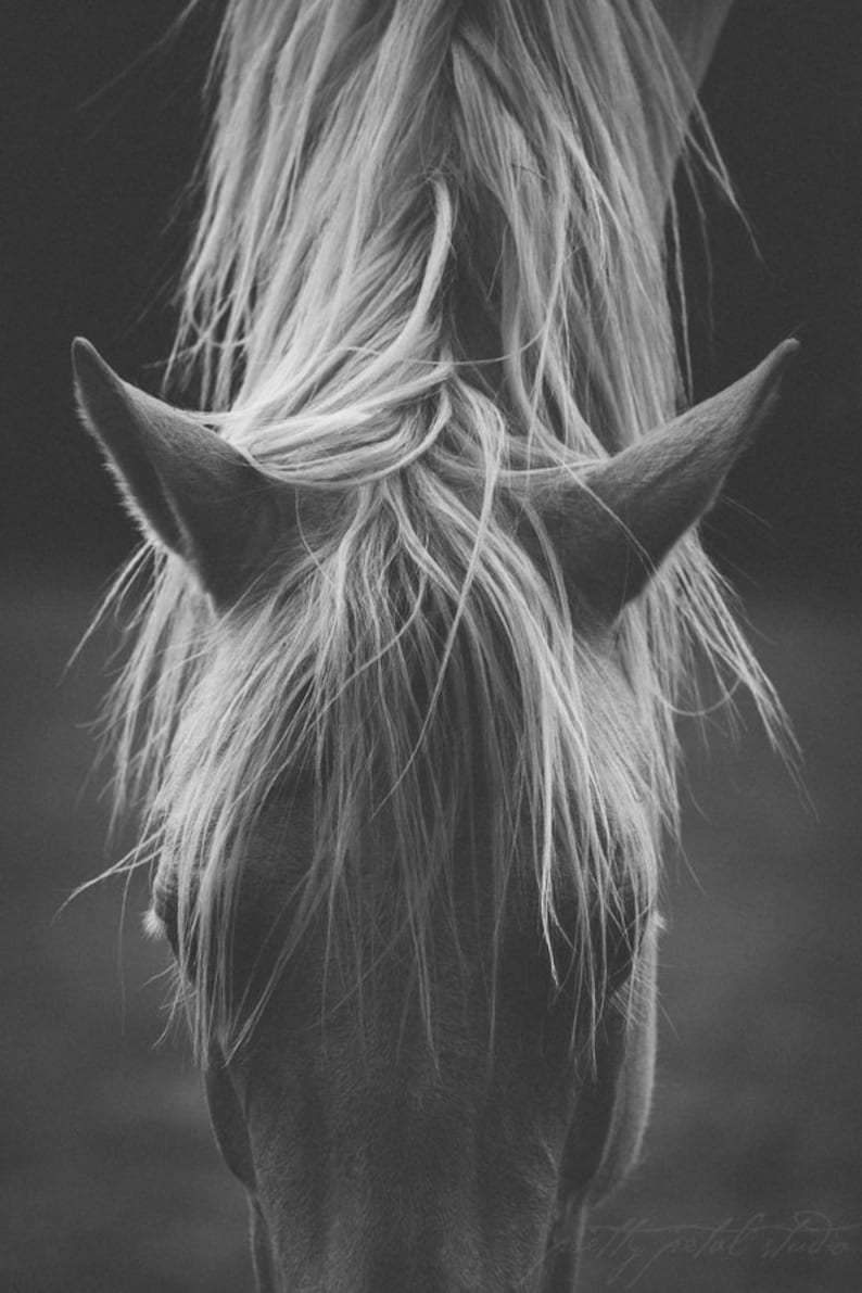 a black and white photo of a horse's head