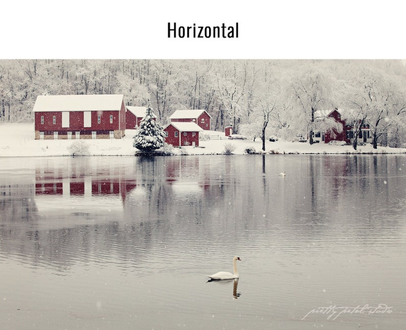 a white swan swimming in a lake next to a red house