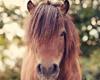 BROWN PONY . Horse Photo Art . Rustic Farmhouse Decor . Horse Wall Art . Woodland Nature Print . Living Room Art