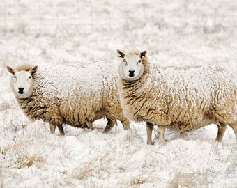 SHEEP in the SNOW . Sheep Wall Art . Winter Landscape Art . Rustic Farmhouse Decor . Cabin Art . Neutral Wall Art