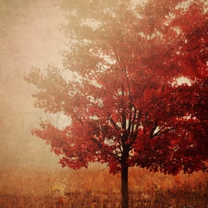 a tree with red leaves in a field