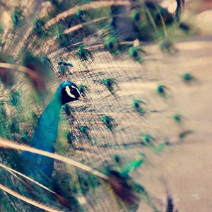 a peacock with its feathers spread out