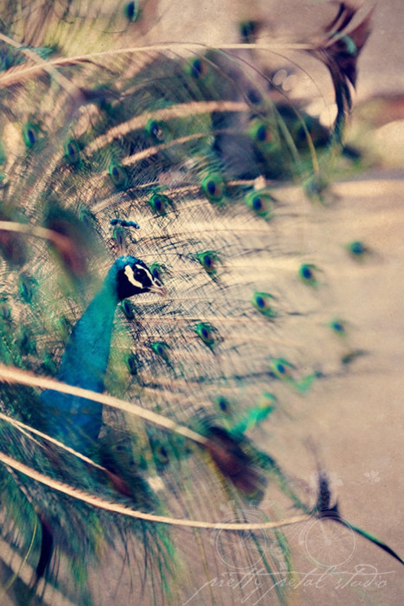 a peacock with its feathers spread out