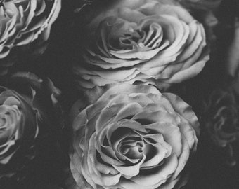Black and White Rose Photograph: Moody Botanical Art Print
