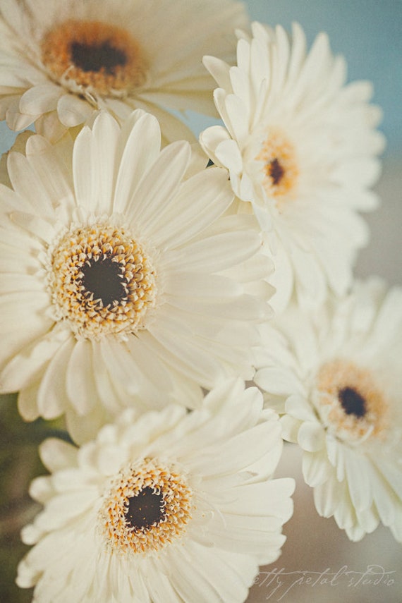 Fine Art Print Flower Photo White Daisies Daisy Wall Gerber Cottage Garden Fl Decor Nature Botanical