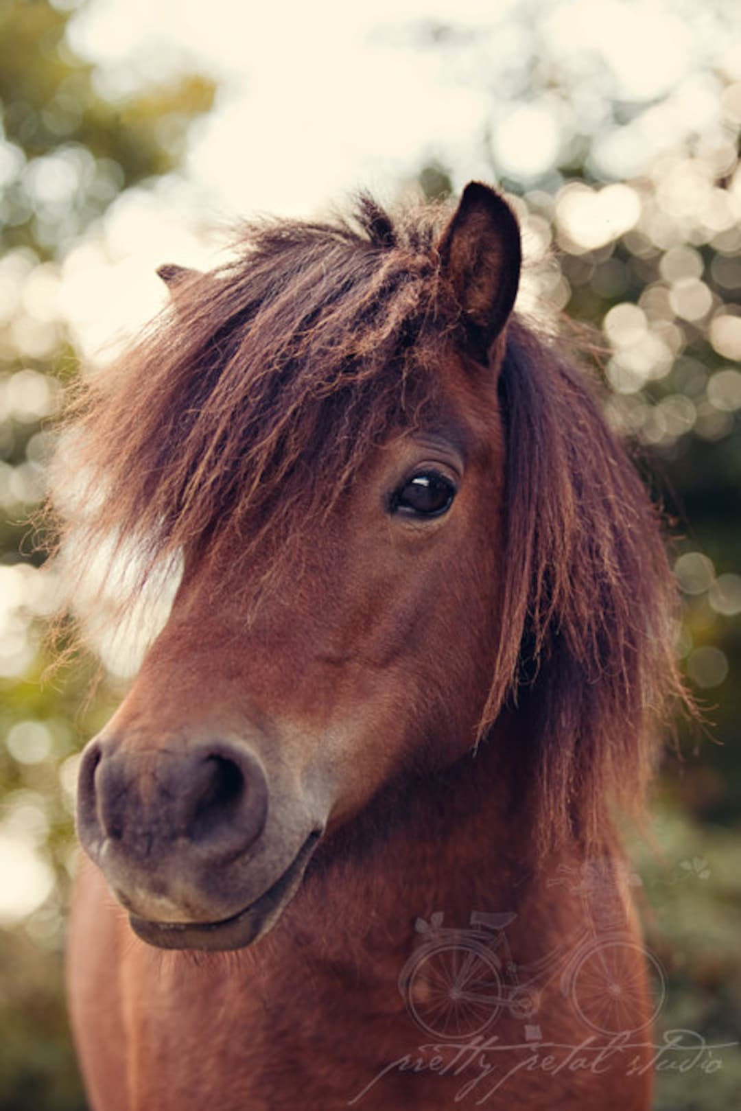 Rustic Pony Pony Photograph: Rustic Farmhouse Horse Portrait Art Print - Etsy