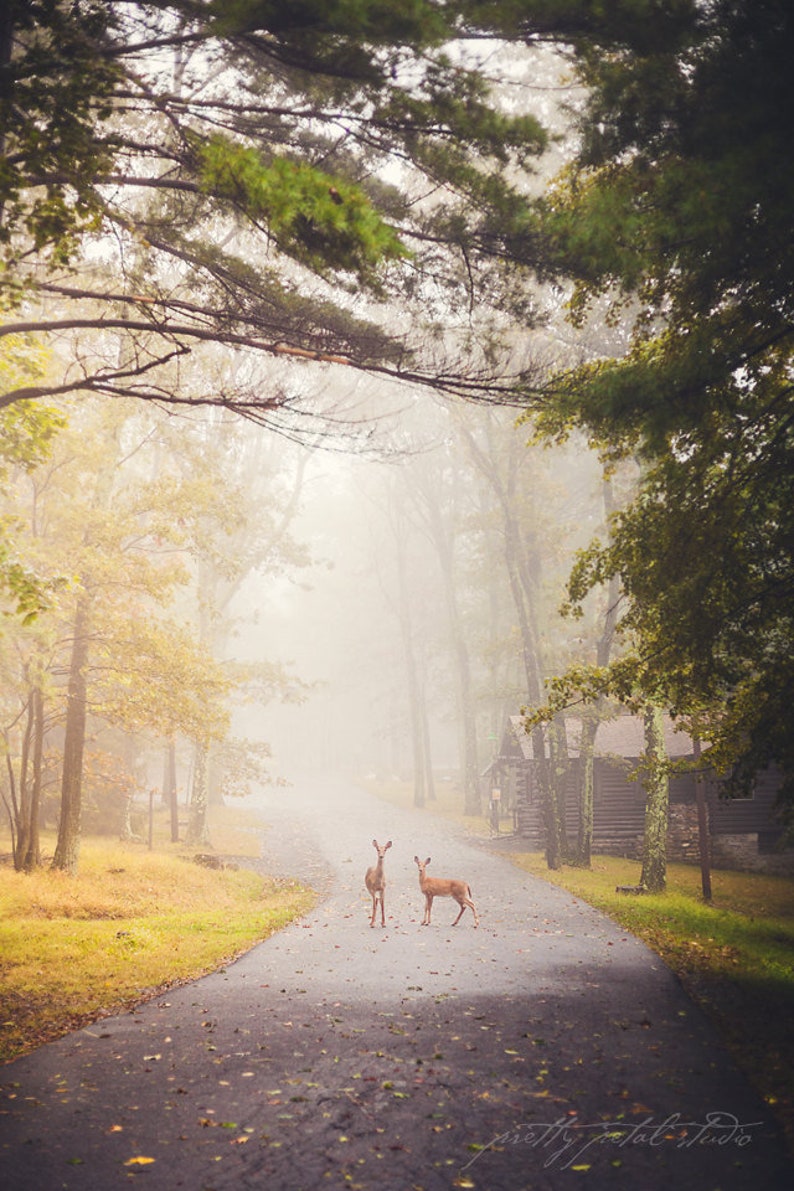 a couple of deer standing on top of a road