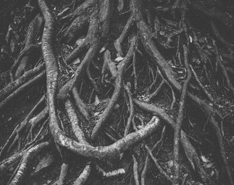 ROOTS . Tree Art . Tree Roots Wall Art . Woodland Art . Nature Print . Cabin Art . Tree Photography . Black and White Tree Art