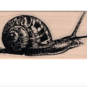 May include: A black and white illustration of a snail with a detailed shell and a long, slender body.