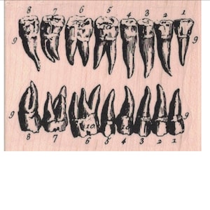 Może przedstawiać: Winietkowa ilustracja ludzkich ust z zębami ponumerowanymi od 1 do 8 po obu stronach. Górny rząd zębów jest oznaczony numerem 9, a dolny numerem 10. Obrazek jest wydrukowany na jasnoróżowym tle.