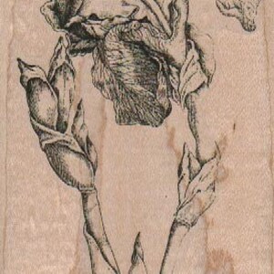 Puede incluir: Un dibujo en blanco y negro de una flor de iris con el texto "Ior di amauro Lali folia tot all" en la parte superior.