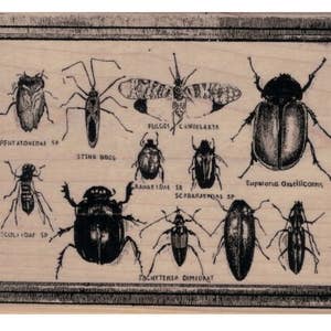 Puede incluir: Una impresión de madera vintage de varias especies de insectos, incluyendo una chinche, un escarabajo y una polilla. La impresión está etiquetada con los nombres científicos de cada insecto.