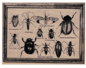 rubber stamp bug specimens insects   large background stamps no20060 scrapbooking supplies  science illustration