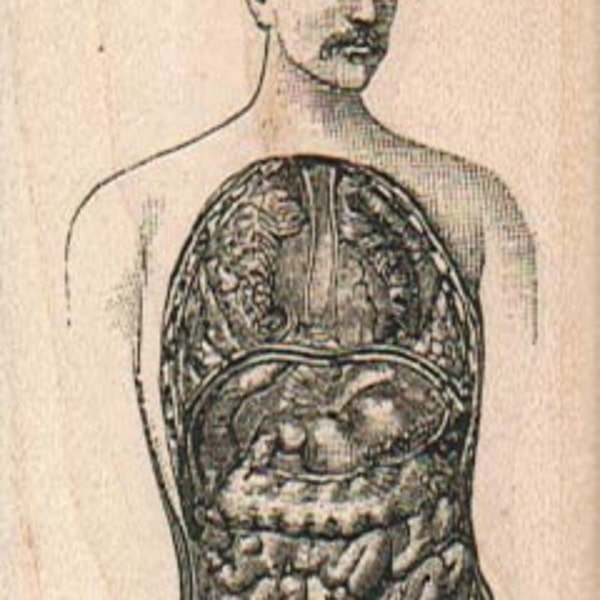 rubber stamp Man With Organs Exposed oddity medical drawing   number14402 illustration stamps stamping