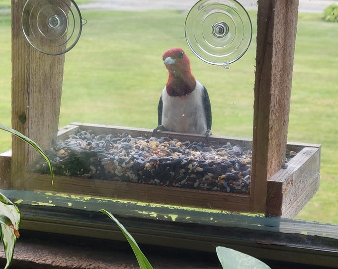 Handmade Cedar Window Bird Feeder