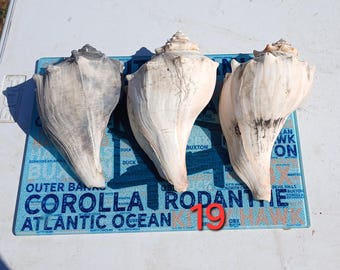 3 Right-Handed lightning whelk