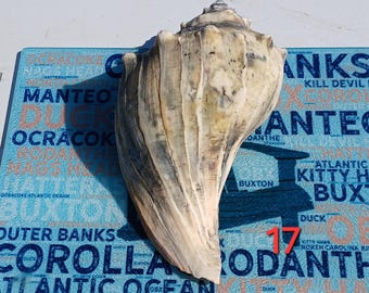 Right-Handed lightning whelk