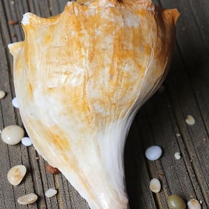 May include: A large, cream-colored seashell with orange-brown accents rests on a weathered wooden surface. Small, smooth pebbles of various colors are scattered around the shell, creating a natural, coastal theme.