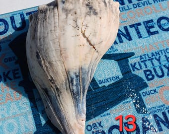 Right-Handed lightning whelk