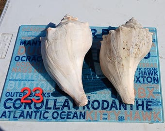 2 Right-Handed lightning whelk