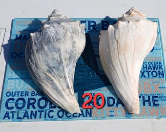 2 Right-Handed lightning whelk