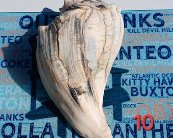 Right-Handed lightning whelk