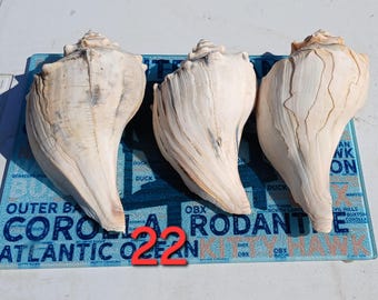 3 Right-Handed lightning whelk