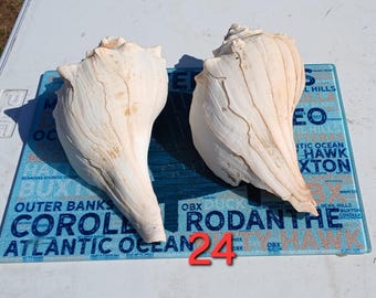 2 Right-Handed lightning whelk