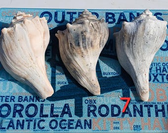 3 Right-Handed medium lightning whelk