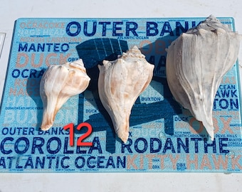 3 Right-Handed mix size lightning whelk